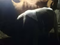 Bulle, Simmental cattle — Foto 1