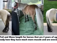 Caballo, Miniature horse — foto 4