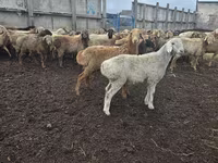 母羊, Sheep — 照片 2
