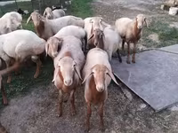 Ram, Rhon sheep — photo 4