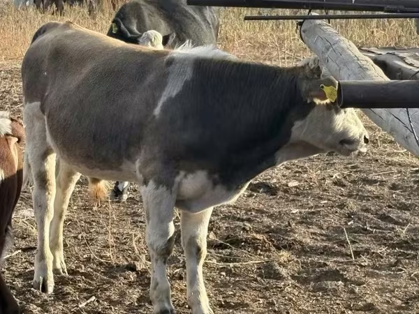 Bulle, Holstein-Rasse