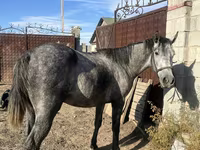 Hengst, Orlov Trotter — Foto 4