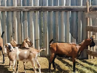 Ziegenbock, Nubian Goat — Foto 3