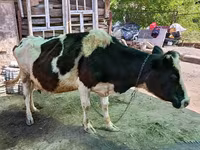 Vaca, Raza Holstein — foto 6