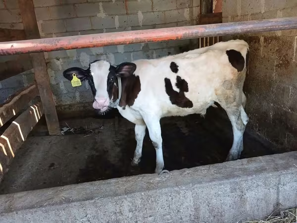 Bulle, Swiss cattle