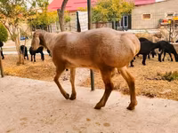 Ram, Arashan sheep — photo 3