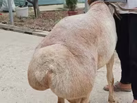 Carnero, Aland sheep — foto 3