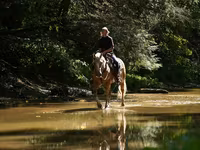 公马, Quarter Horse — 照片 2