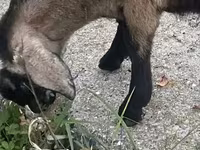 बकरी, Nubian Goat — फ़ोटो 3