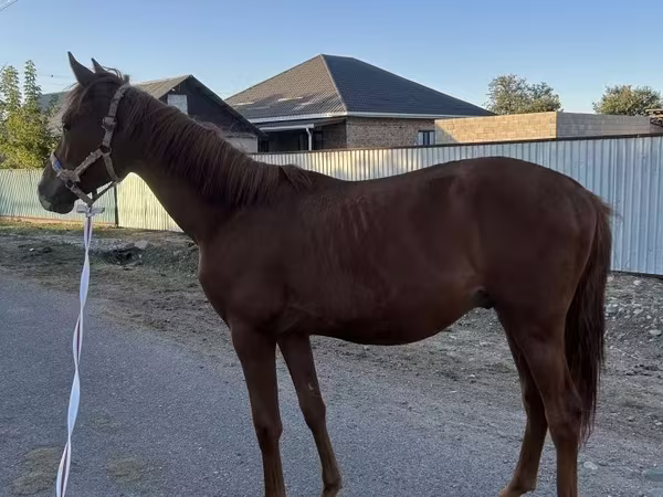 Caballo, Arabian horse