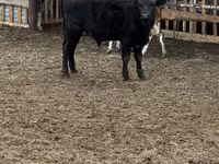 Bulle, Aberdeen-Angus — Foto 1