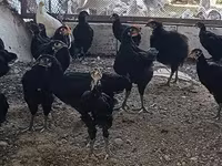 Chickens — Foto 3