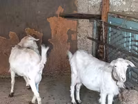 Cabra, Cabras — foto 5