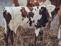 Bulle, Simmental cattle — Foto 1