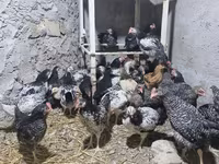 Chickens — फ़ोटो 2