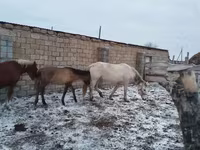 Yegua, Caballos — foto 3