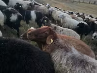 Ram, Blackheaded Persian sheep — photo 2