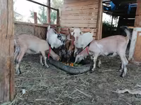 تيس, Saanen goat — الصورة 1