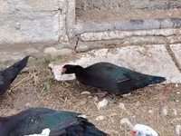 Domestic Muscovy — photo 4