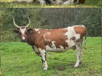 Cow, Simmental cattle — photo 2