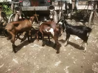 Ziege, Black Bengal goats — Foto 1