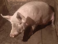 Säue, Schweine — Foto 2