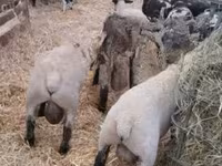 公羊, White Suffolk sheep — 照片 1
