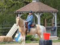 Horse (M), American paint horse — photo 8