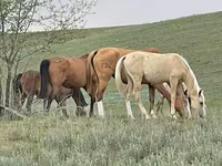 Yegua, Horse breed — foto 7
