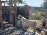 Billy Goat, Damask goat — photo 6