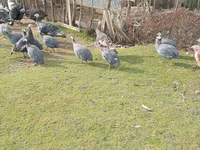 Turkeys — photo 4