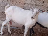 Goat, Saanen goat — photo 1