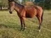 Horse (M), Anglo-Arabian — photo 7