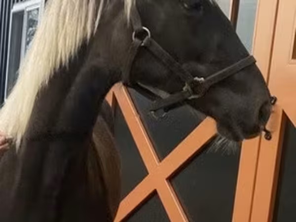 Конь, Лошадь скалистых гор