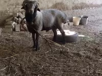公羊, Sheep — 照片 3