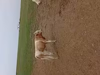 بقرة, Simmental cattle — الصورة 1