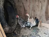 Japanisches Bantam — Foto 3
