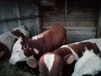 Toro, Simmental cattle — foto 3