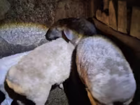 Schaf, Adal sheep — Foto 1