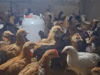 Chickens — photo 1