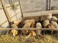 母羊, Sheep — 照片 4