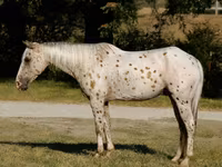 Horse (M), Appaloosa — photo 1