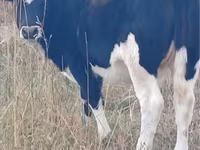 Kuh, Russian Black pied cattle — Foto 3