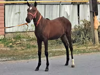 Caballo, Caballos — foto 4