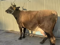 Cow, Holstein breed — photo 1