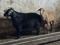 Billy Goat, Goats — photo 1