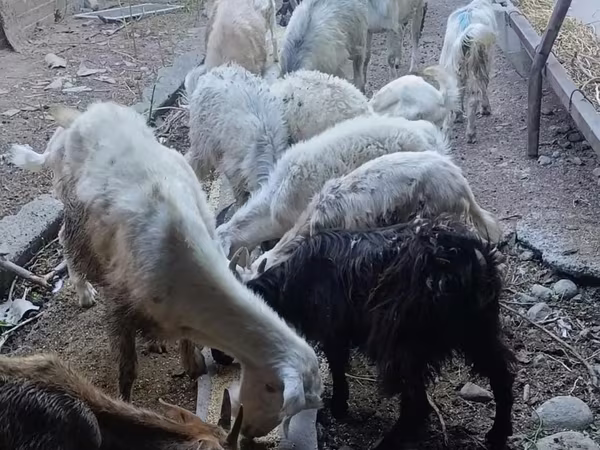Goat, Goats