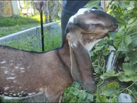 Ziege, Beetal goats — Foto 3