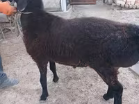 Ram, Tian-Shan semifinewool sheep — photo 4