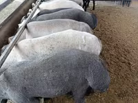 公羊, Sheep — 照片 2